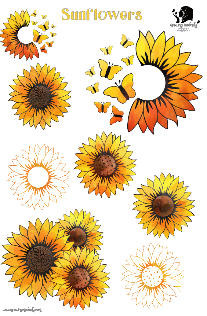 Sunflowers - 2021